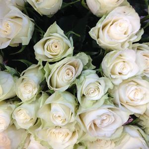 Meet your Posher, Yona